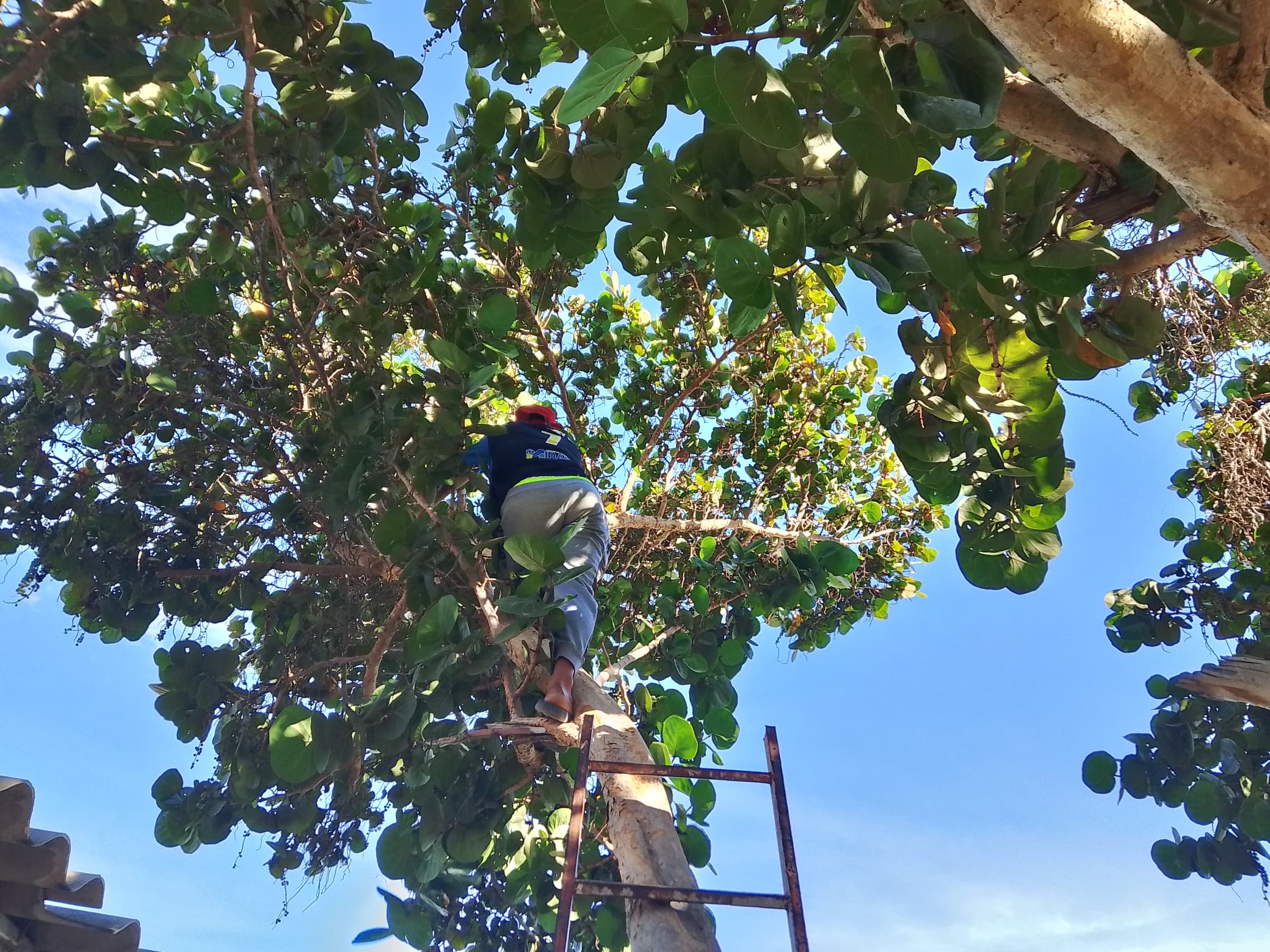 Alcaldía de Miranda mantiene operativo ambiental y de saneamiento 